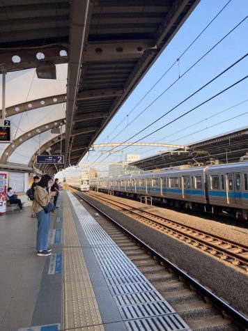 セミ in Tokyo