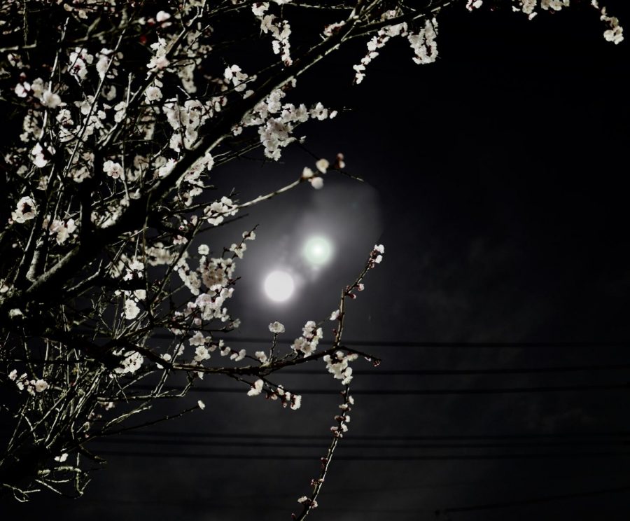 A Tokyo Bathed in Two Moons and Other Strange Sights: Murakami’s 1Q84