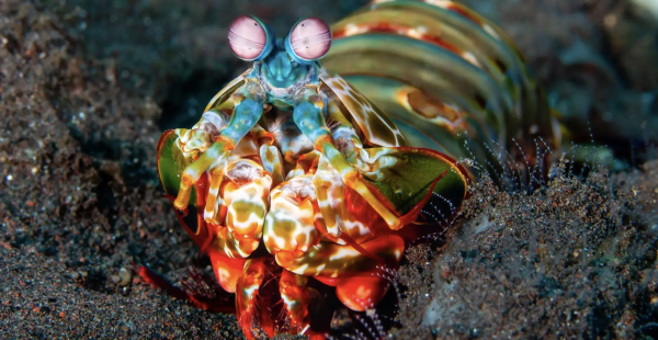The Peacock Mantis Shrimp: An Ocean Punch Like No Other