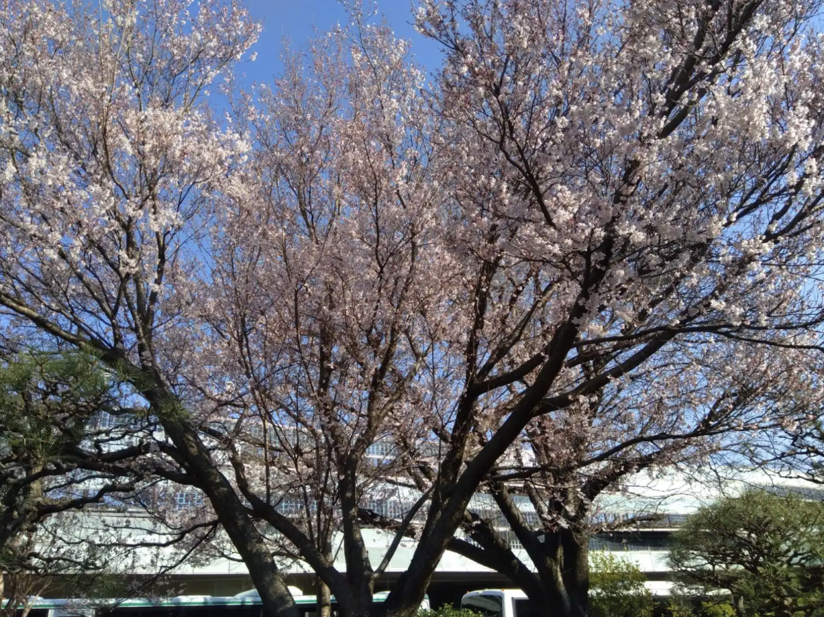 Global Warming’s Impact on Sakura Season